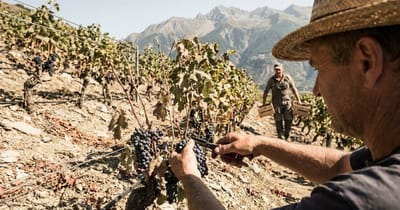 Weinlese startet so früh wie nie